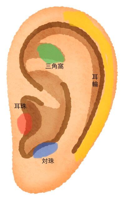 耳珠位置